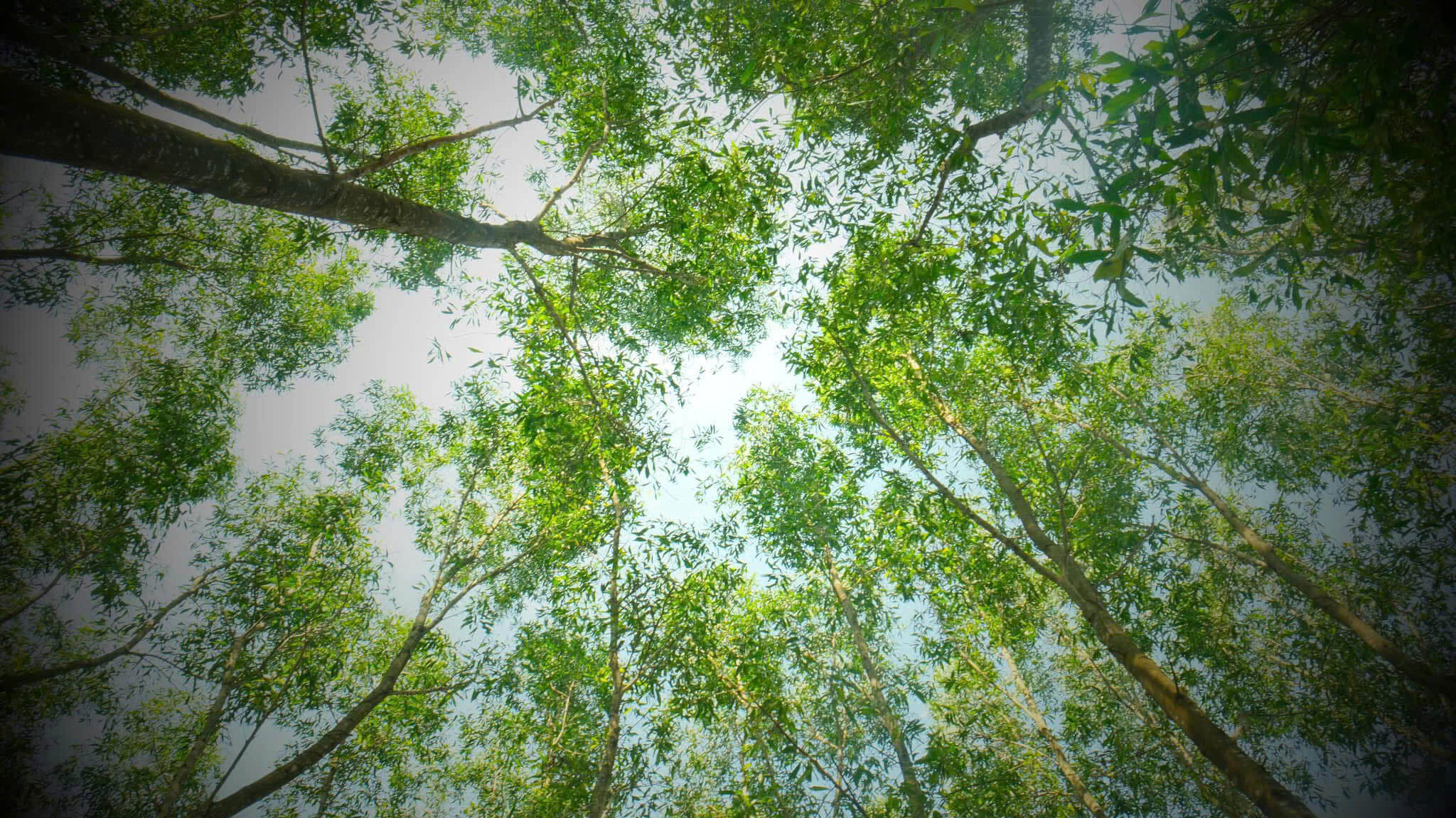 Forest Planting in Đắk Lắk: A Sustainable Investment for the Future